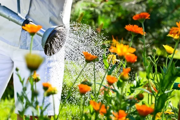 Person gießt Blumen mit Gießkanne.